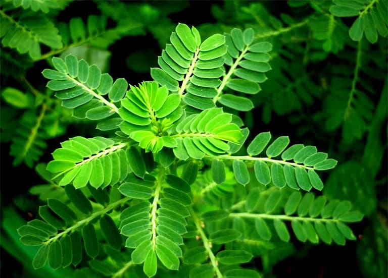Thảo dược Diệp Hạ Châu